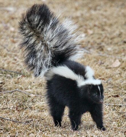 File:Skunk.jpg