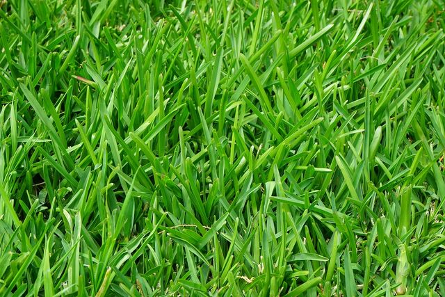 File:Grass.jpg