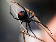 Black widow