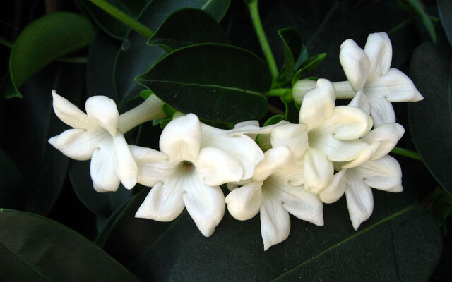 File:Jasmine Flowers.jpg