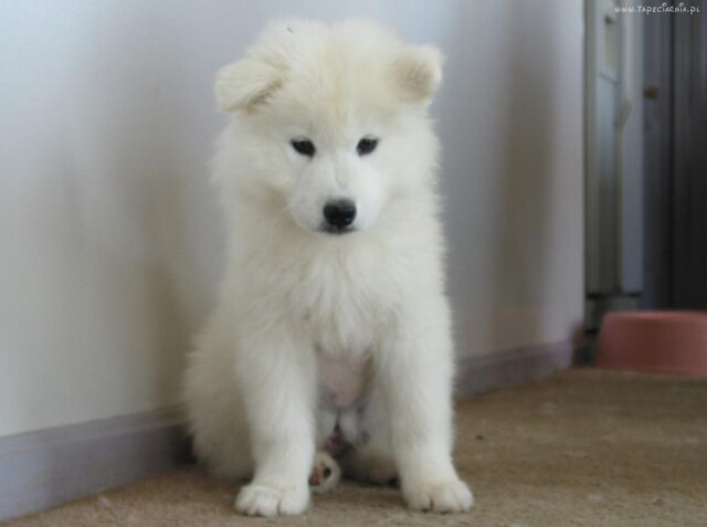 Plik:SZCZENIAK SAMOJED.jpg