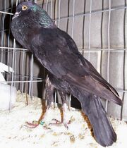 Brunner Pouter