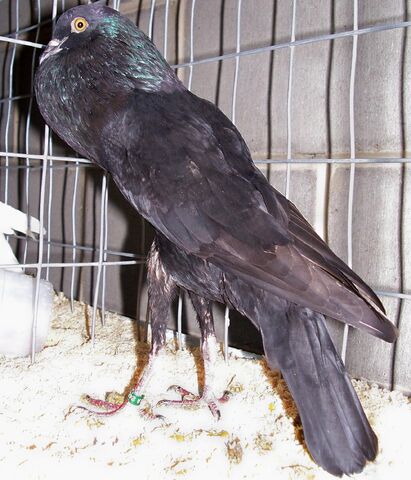 File:Brunner Pouter.jpg