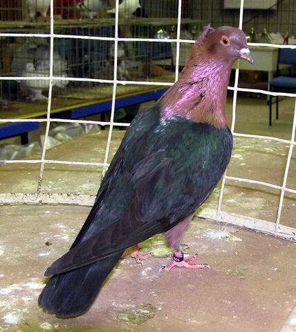 File:Gimpe.jpg