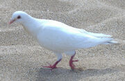 WhiteDove912