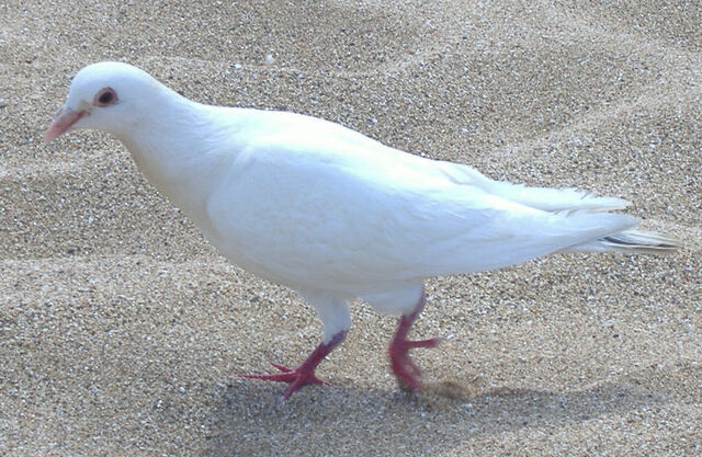 File:WhiteDove912.jpg