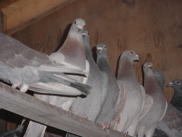 File:DSC00118.jpg