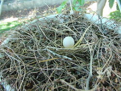 800px-Mourning Dove Egg