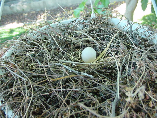 File:800px-Mourning Dove Egg.jpg