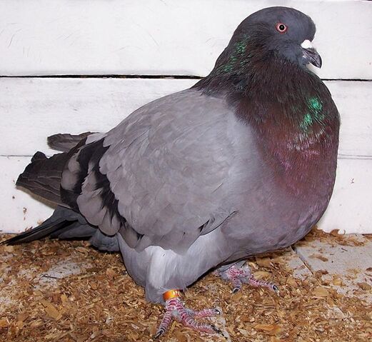 File:652px-American Giant Runt.jpg