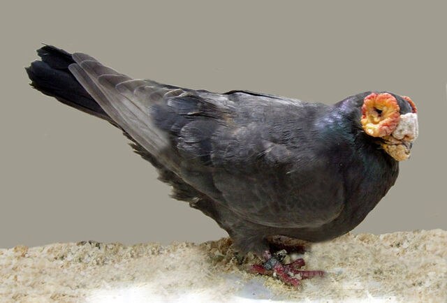 File:800px-Barb.jpg