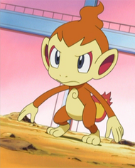 Silus's Chimcharanime