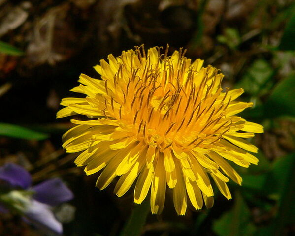 File:Dandelion Real.jpg