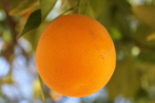 File:7099500585 c7949c35e2.jpg