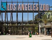 Lazoo.jpg