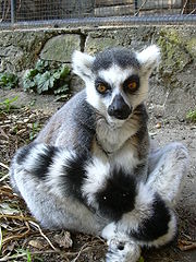 180px-Lemur Kata