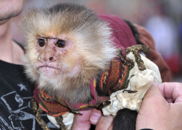 File:ChiquitaMonkey.jpg