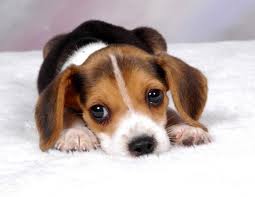 Puppy