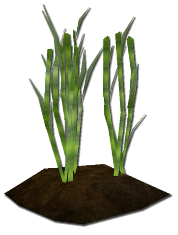 File:Sugar cane.png