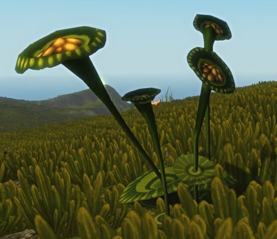 File:Mariasunflower.jpg