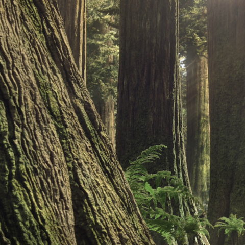 File:ProvincialParkForestPortrait.png