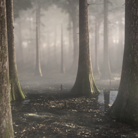 File:AfricanForestPortrait.png