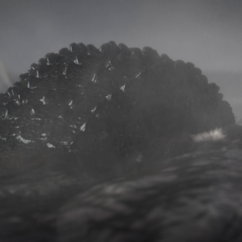 File:GiantCrocodilePortrait.png