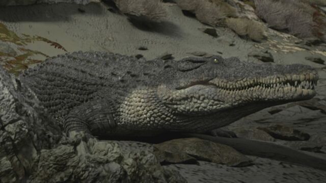 File:CrocodileMain.jpg