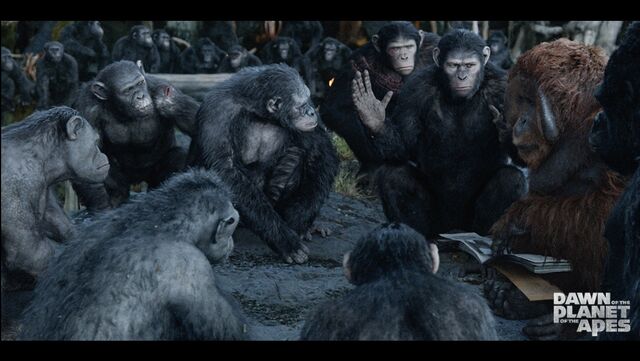 File:Ape Council.jpeg