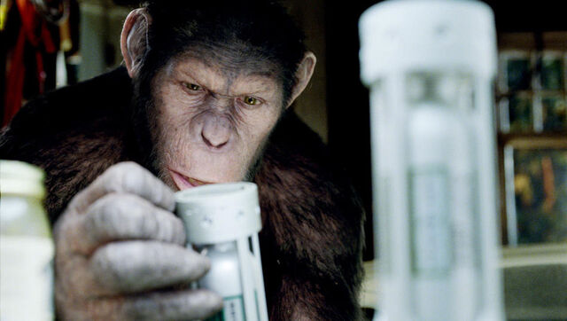 File:Caesar2011.jpg