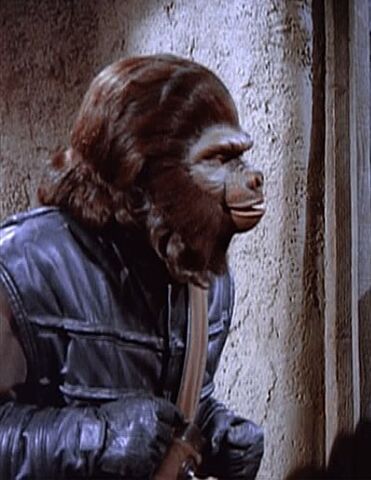 File:Gorilla guard above.jpg