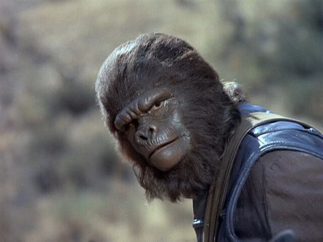 File:Second gorilla guard.jpg