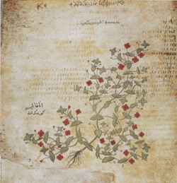300px-ViennaDioscoridesPimpernel