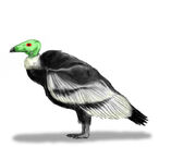 Teratornis BW