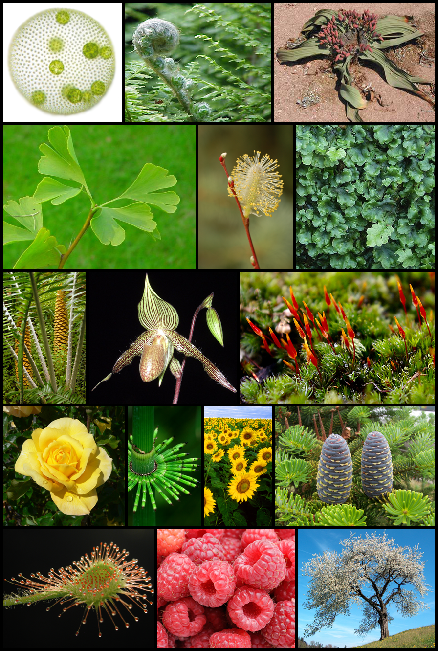 Category:Images of seeds | Plants Wiki | FANDOM powered by Wikia