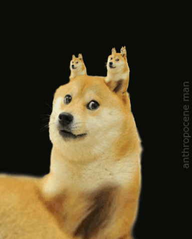 File:Dogedope.gif