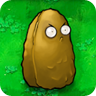 Tall-nut1