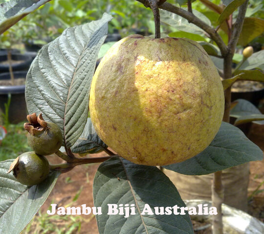 File:Jambu-australia.jpg