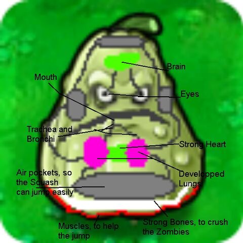 File:SquashAna.jpg