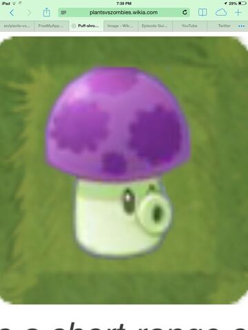 File:Puff shroom.jpeg