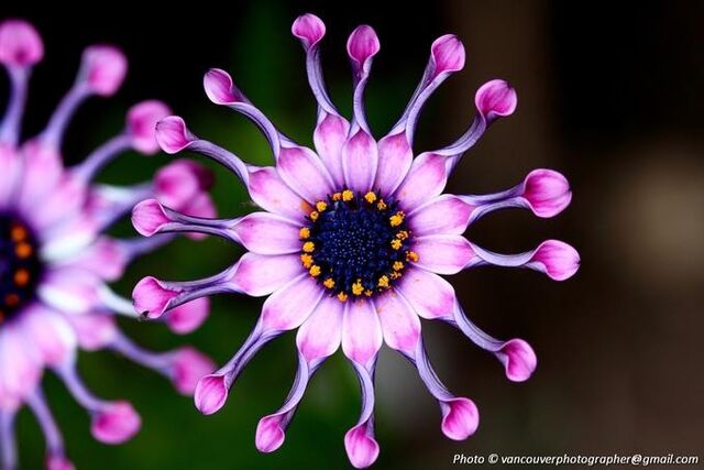 File:Alienflowerineeallife.jpg