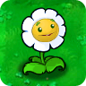 Marigold1