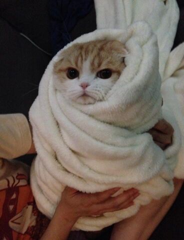 File:Cat Burrito.jpg