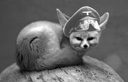 Fuchs