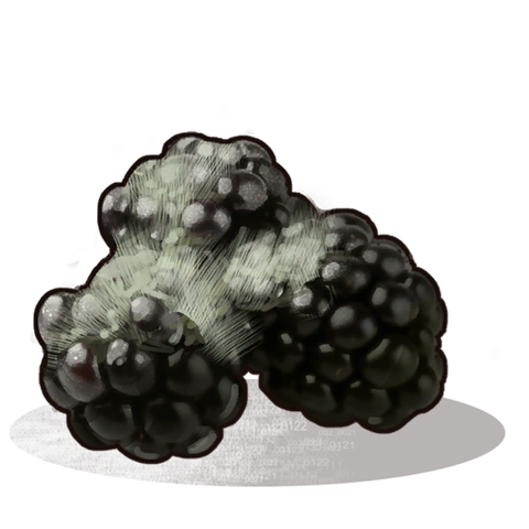 File:Spoiled Blackberries icon.png