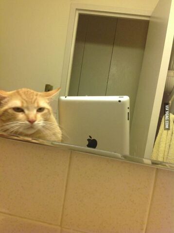 File:POOP.jpg