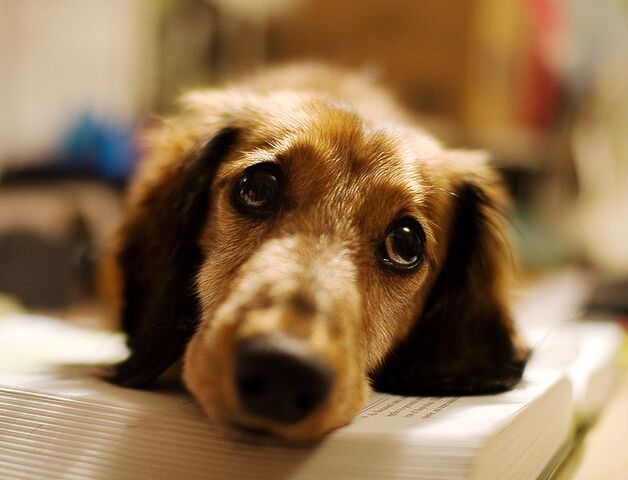 File:Sad-Puppy-Face-Picture.jpg