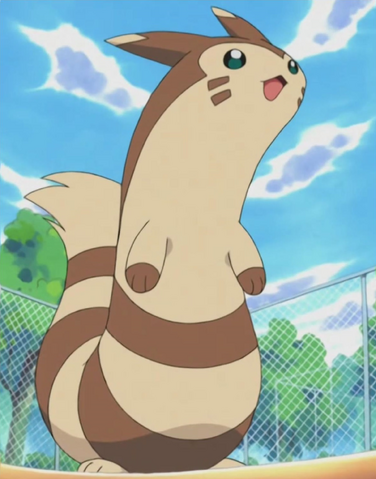 File:Salvador's Furret.png