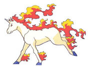 Rapidash2