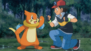 Ash and Buizel